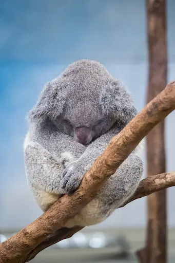 Koala Master
